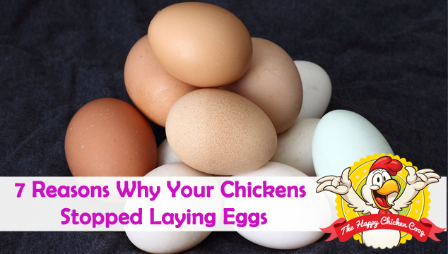你的鸡停止下蛋的7个原因