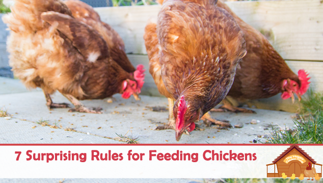 饲养鸡的7条惊人规则