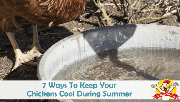 7种方法让你的鸡在夏天保持凉爽