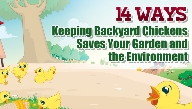 养后院鸡的14种方法可以拯救你的花园和环境