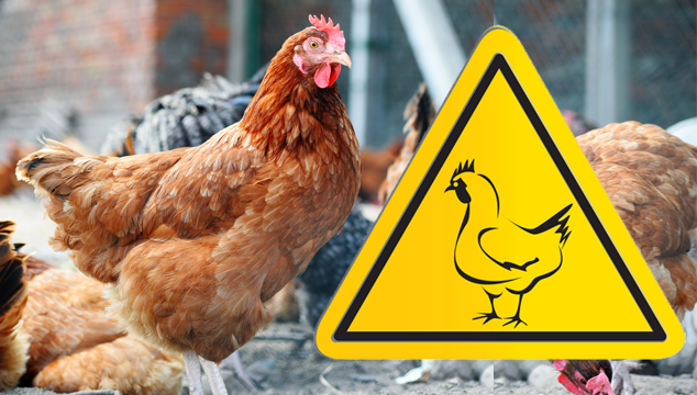 后院的鸡和禽流感如何发现它和为什么它很重要博客封面