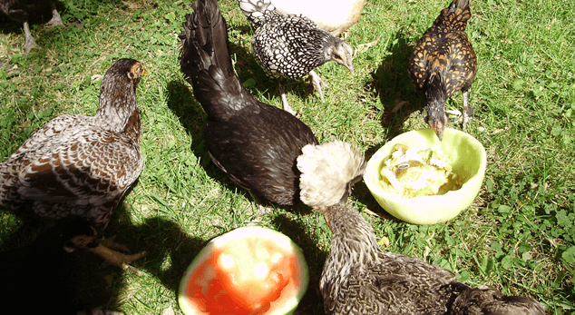 吃西瓜的鸡