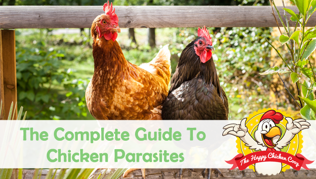 The Complete Guide To Chicken Parasites Blog Cover