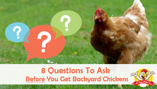8 Questions To Ask Yourself Before You Get Backyard Chickens Blog Cover