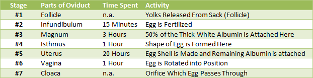 Overview of Egg Laying Process