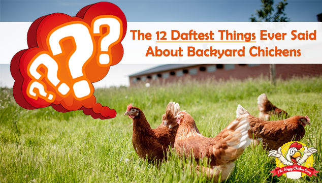 关于后院鸡的12件最愚蠢的事情