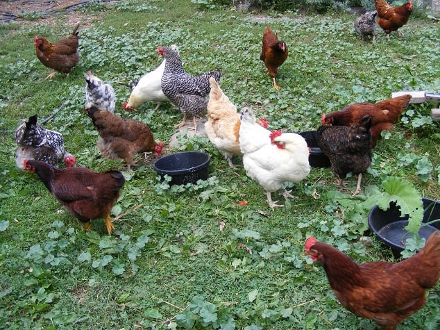 后院吃鸡