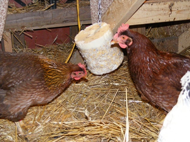 Chickens Eating Homemade Flock Block