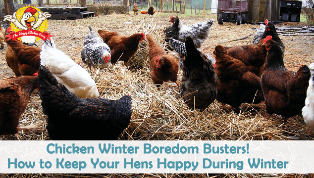Chicken Winter Boredom Busters! How to Keep Your Hens Happy During Winter Blog Cover