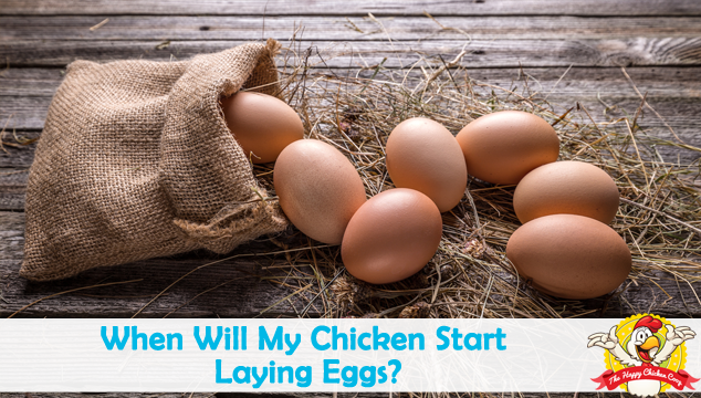 When Will My Chicken Start Laying Eggs Blog Cover