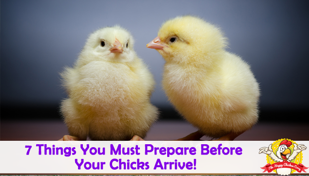 在你的小鸡到来之前你必须准备的7件事
