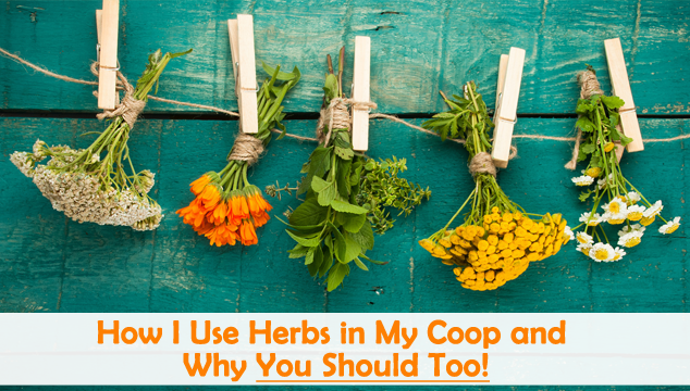 How I Use Herbs in My Coop and Why You Should Too Blog Cover