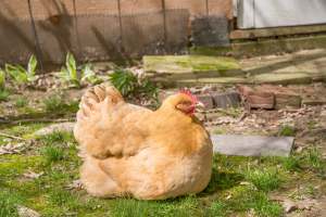 Buff Orpington - brown chicken breeds