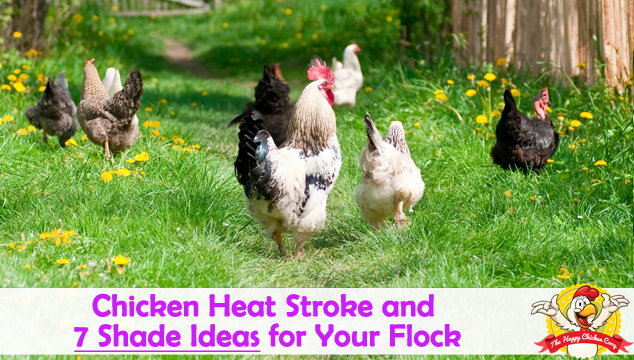 Chicken Heat Stroke and 7 Shade Ideas for Your Flock Blog Cover