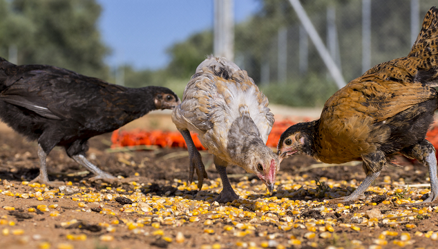 Chickens Eating Corn