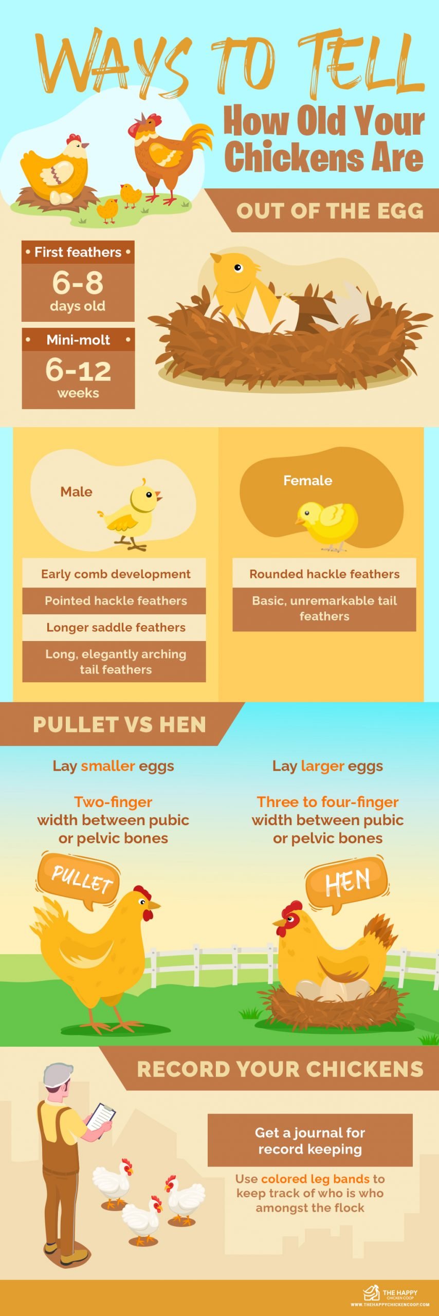 How Old Are Your Chickens