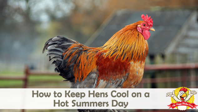 如何让母鸡在炎热的夏天保持凉爽