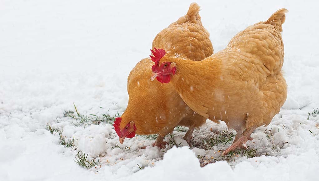 对我的鸡来说多冷才算太冷?