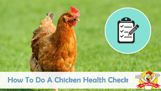 怎么做鸡健康检查吗Blog Cover