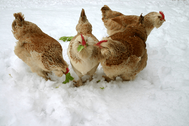 冬天雪中的鸡