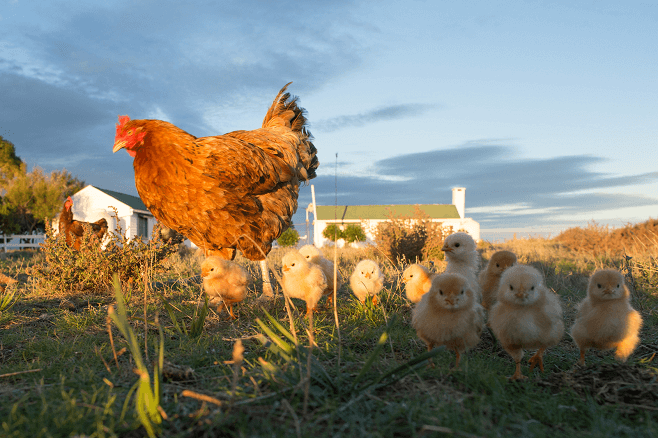孵蛋的母鸡和她的小鸡