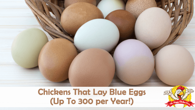 Chickens That Lay Blue Eggs Blog Cover