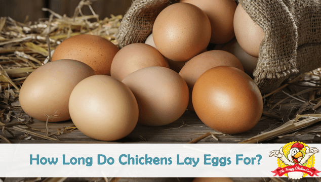 How Long Do Chickens Lay Eggs For Blog Cover