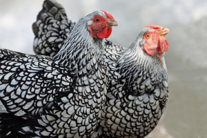 Silver Laced Wyandotte - best chicken breeds for brown eggs