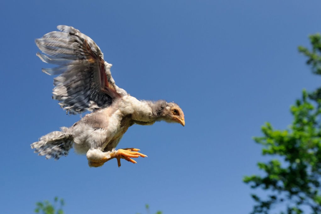 Can Chickens Fly_ 5 Myths Debunked