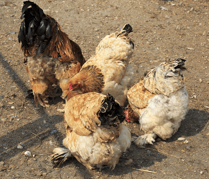 Flock of Cochin Chickens