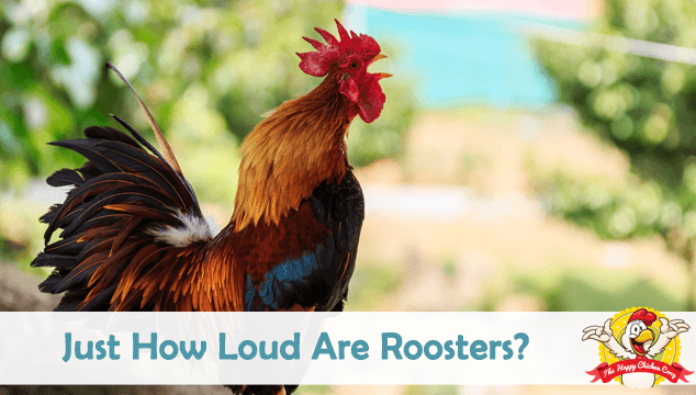 Just How Loud Are Roosters? 5 Myths Debunked Blog Cover