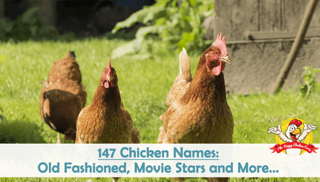 147 Chicken Names Old Fashioned, Movie Stars and More Blog Cover