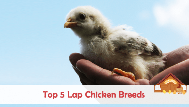 Top 5 Lap Chicken Breeds Blog Cover