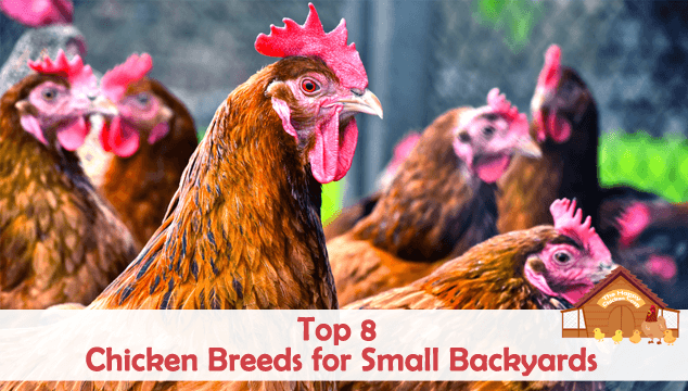 Top 8 Chicken Breeds for Small Backyards Blog Cover