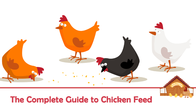 The Complete Guide to Chicken Feed Blog Cover