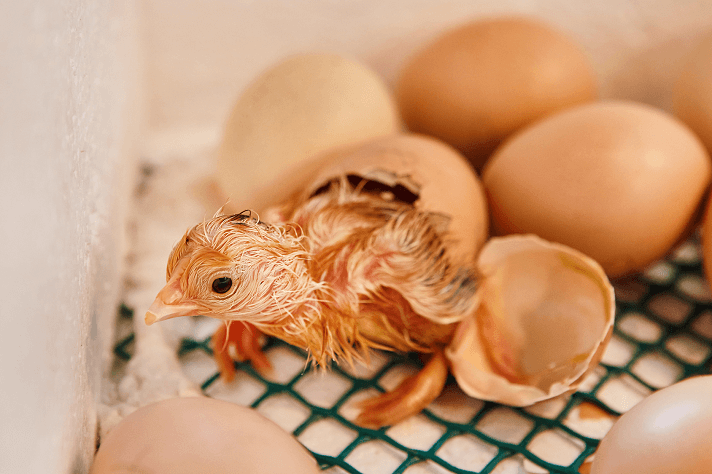 孵化的蛋