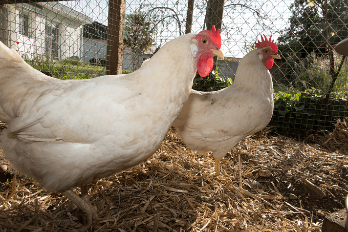 Roaming Leghorn Chickens