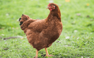 Rhode Island Red - brown chicken breeds