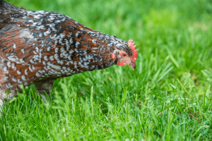 觅食斑点苏塞克斯——最好的鸡品种for foraging