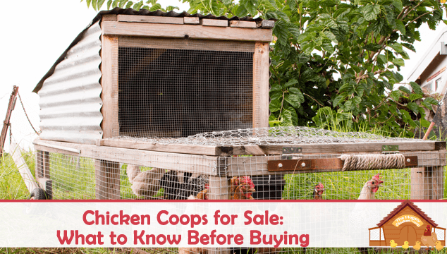Chicken Coops for Sale What to Know Before Buying Blog Cover