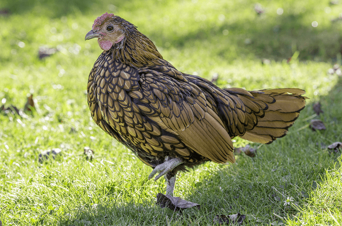 Sebright Chicken breed for indoors