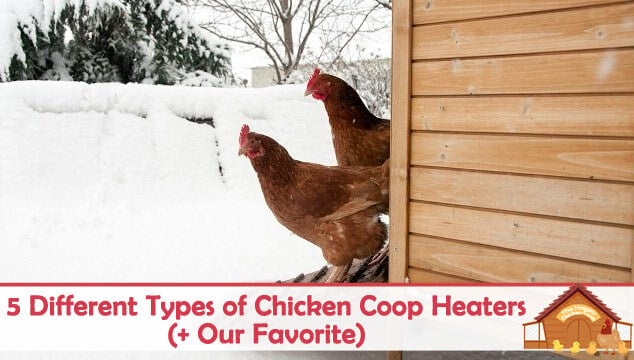 5 Different Types of Chicken Coop Heaters (+ Our Favorite) Blog Cover