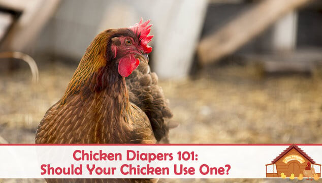 鸡尿布101你的鸡应该用一个博客封面吗