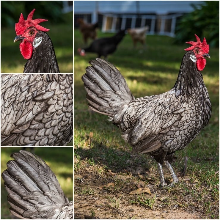 Pictures of Andalusian Chicken