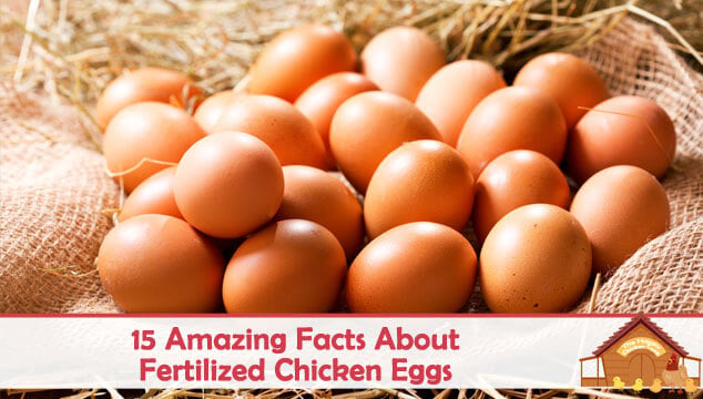 15 Amazing Facts About Fertilized Chicken Eggs Blog Cover