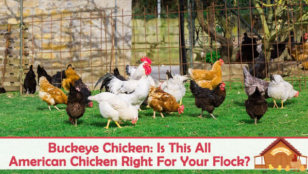 七叶鸡是所有美国鸡适合你的羊群博客封面