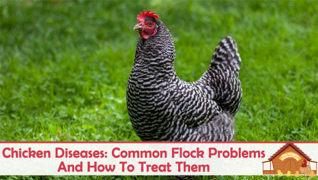 鸡群疾病5个常见问题及如何治疗博客封面