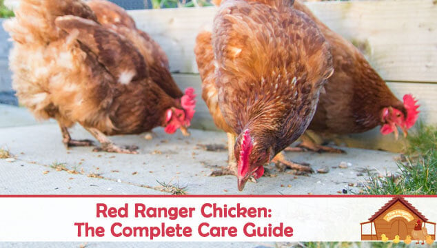 Red Ranger Chicken The Complete Care Guide Blog Cover