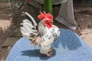 塞拉玛-最好的沙漠鸡品种