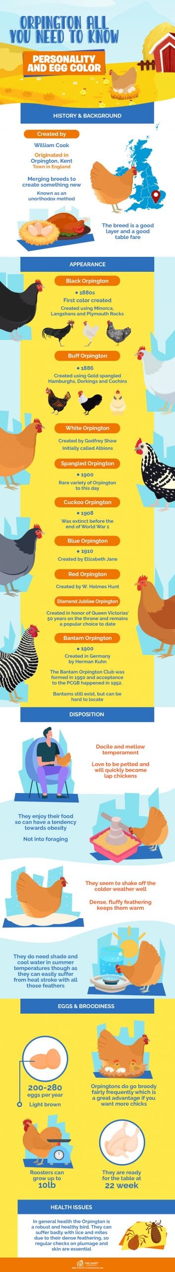 奥平顿鸡的品种